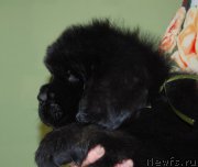 Превью фото № 211948