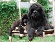 Превью фото № 211967