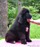 Превью фото № 211989