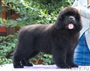 Превью фото № 212016