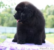 Превью фото № 212019