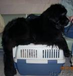 Превью фото № 21202