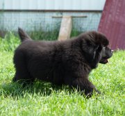 Превью фото № 212023