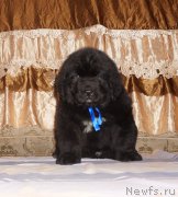 Превью фото № 212089