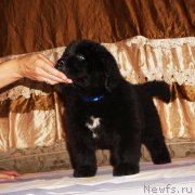 Превью фото № 212093