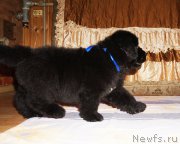 Превью фото № 212094