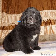 Превью фото № 212095