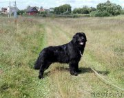 Превью фото № 212121