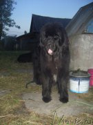 Превью фото № 212141