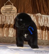 Превью фото № 212166