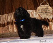 Превью фото № 212168