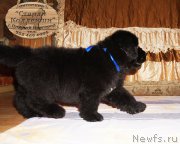 Превью фото № 212170