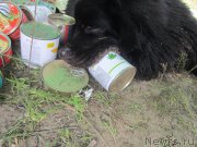 Превью фото № 212181