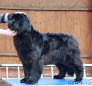 Превью фото № 212231