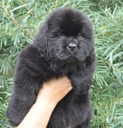 Превью фото № 212235