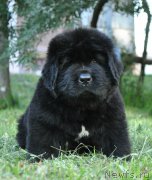 Превью фото № 212237