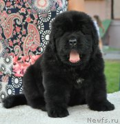 Превью фото № 212240