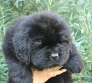 Превью фото № 212241