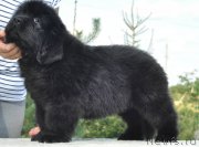 Превью фото № 212247