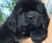 Превью фото № 212249