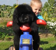 Превью фото № 212252