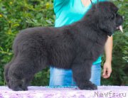 Превью фото № 212256