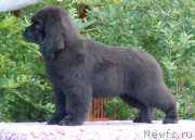 Превью фото № 212261