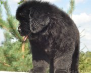 Превью фото № 212267