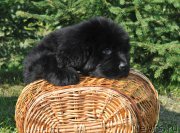 Превью фото № 212271