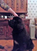 Превью фото № 212279