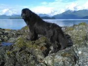 Превью фото № 212286