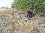 Превью фото № 212335