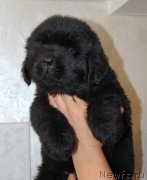 Превью фото № 212352