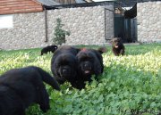 Превью фото № 212354