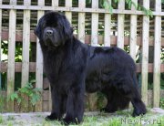 Превью фото № 212380