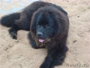 Превью фото № 212391