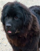 Превью фото № 212392