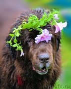 Превью фото № 212416