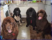 Превью фото № 212419