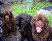 Превью фото № 212429