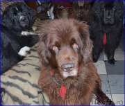 Превью фото № 212436