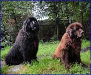 Превью фото № 212448