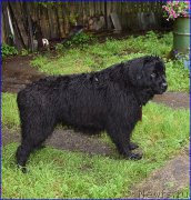 Превью фото № 212450