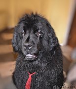 Превью фото № 212454