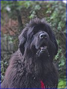 Превью фото № 212462