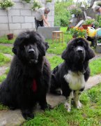 Превью фото № 212476