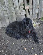 Превью фото № 212478