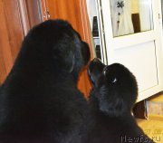 Превью фото № 212482