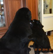 Превью фото № 212485