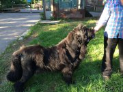 Превью фото № 212496